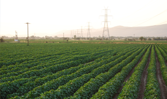 Cotton Best field